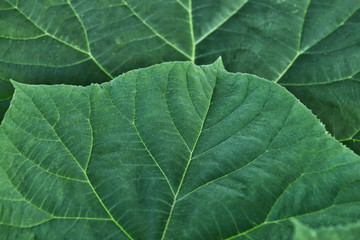 Closeup view of green leaves