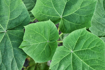 Closeup view of green leaves