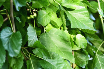 Closeup view of green leaves