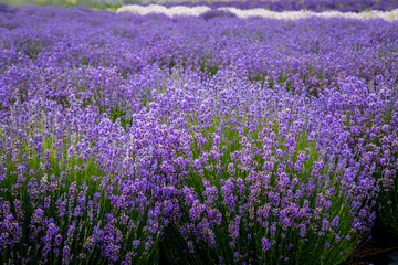 Naklejka premium Blooming lavender fields in Pacific Northwest USA