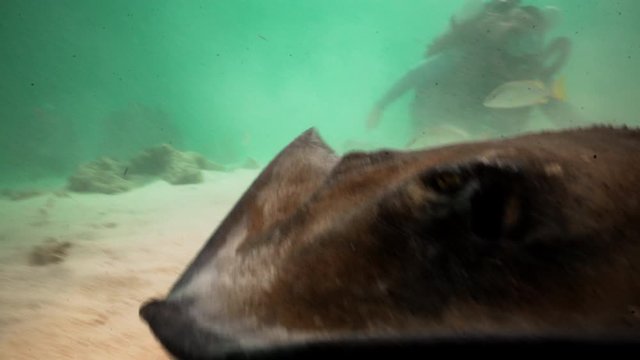 Stingray attacks camera underwater on ocean floor