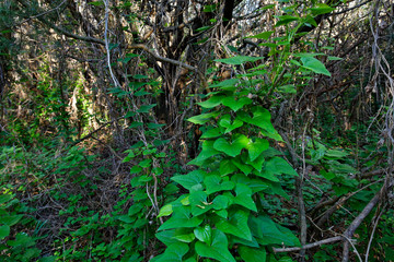 Maquis shrubland from Brijuni National Park