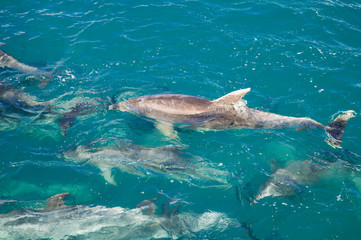 Dolphins in Blue Water following in the surf