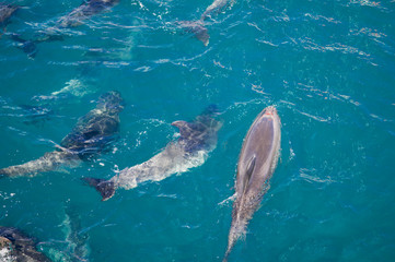 Dolphins in Blue Water following in the surf