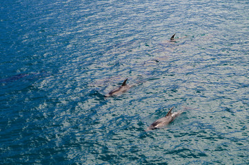 Dolphins in Blue Water following in the surf
