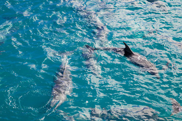 Dolphins in Blue Water following in the surf