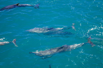 Fototapeta premium Dolphins in Blue Water following in the surf