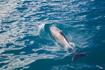 Dolphin following close up