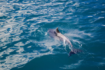 Dolphin following close up
