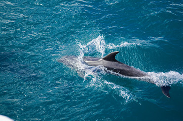 Dolphin following close up
