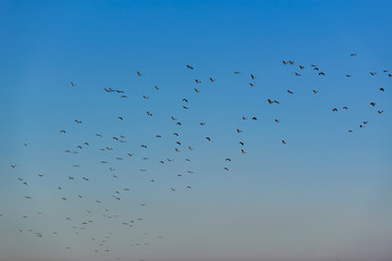 many birds are flying to go home before sunset.