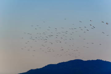 many birds are flying to go home before sunset.