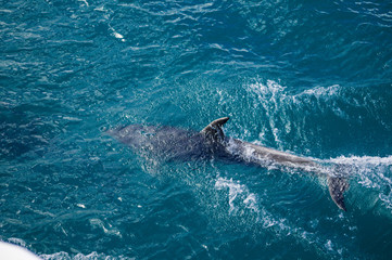 Dolphin following close up