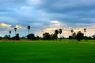 green paddy field with beautiful sky background