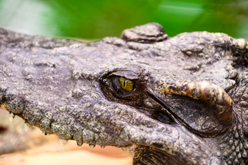 Crocodile live in the marsh.