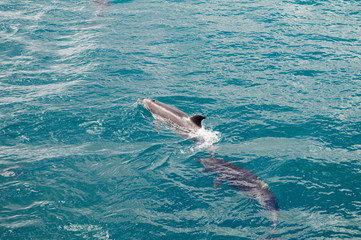 Dolphins following close up