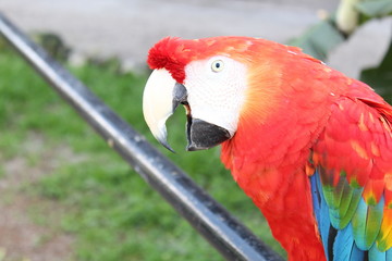 Arara vermelha