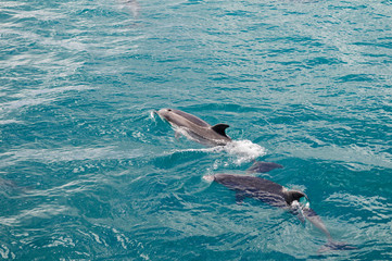 Obraz premium Dolphins following close up