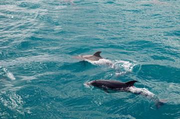 Dolphins following close up