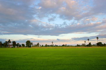 Fototapeta na wymiar green paddy field with beautiful sky background