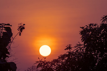 Obraz premium Beautiful sunset with tree branch silhouette