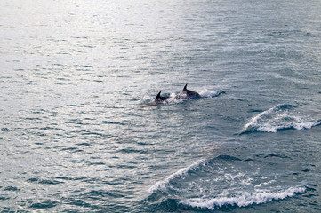 Fototapeta premium Dolphins in Blue Water following in the surf
