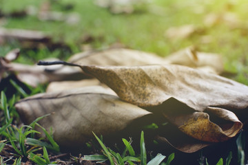 Dry leaf on green grass