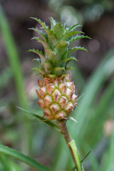 Queen Pineapple (aka Victoria Pineapple), Ananas comosus, in Sri Lanka