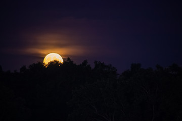 Moonrise of orange autumn harvest moon rising above treelined area
