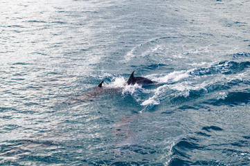 Dolphins in Blue Water following in the surf