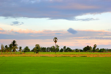 Naklejka na ściany i meble green paddy field with beautiful sky background