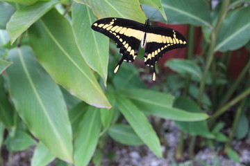 Borboleta preta e amarela na folhagem