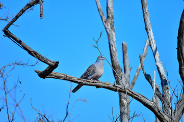 Dove tree in the wild