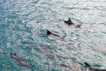 Fototapeta premium Dolphins in Blue Water following in the surf