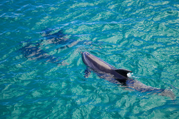 Fototapeta premium Dolphins in Blue Water following in the surf