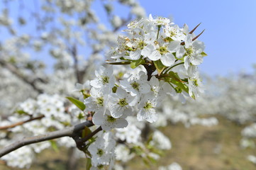 Pear flower in full bloom in spring