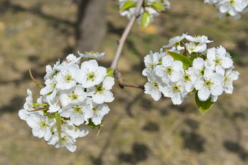 Pear flower in full bloom in spring