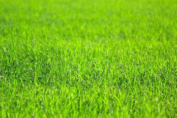 green rice field as nature background