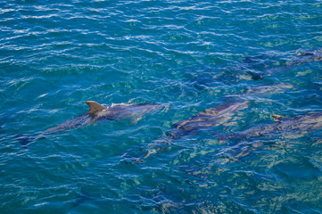 Dolphins in Blue Water following in the surf