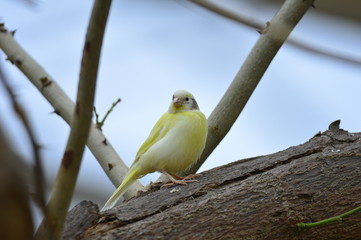 The outdoor fringillidae birds in the park