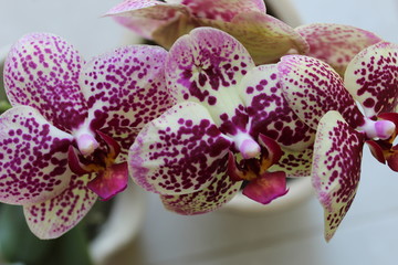 Orqu&iacute;dea pintada de purpura 