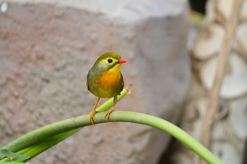 The outdoor fringillidae birds in the park