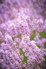 Blooming lavender fields in Pacific Northwest USA