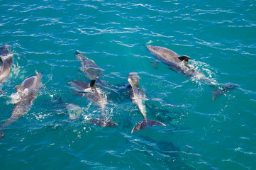 Fototapeta premium Dolphins in Blue Water following in the surf