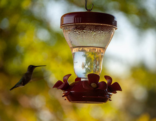 Black-chinned Hummingbird
