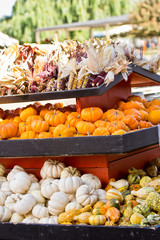Shelf of mini pumpkins and corn