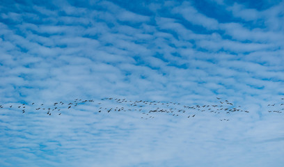 blue sky with birds
