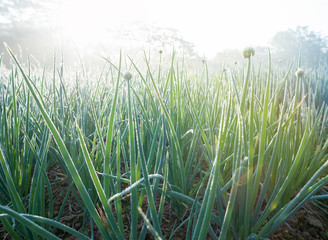 Green spring onion growing at vegetable garden