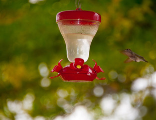 Black-chinned Hummingbird