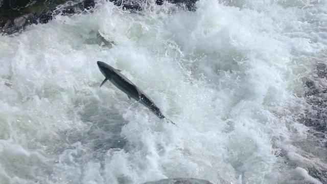 Big Atlantic Salmon jumping majestic in river in Norway. Super slow motion.